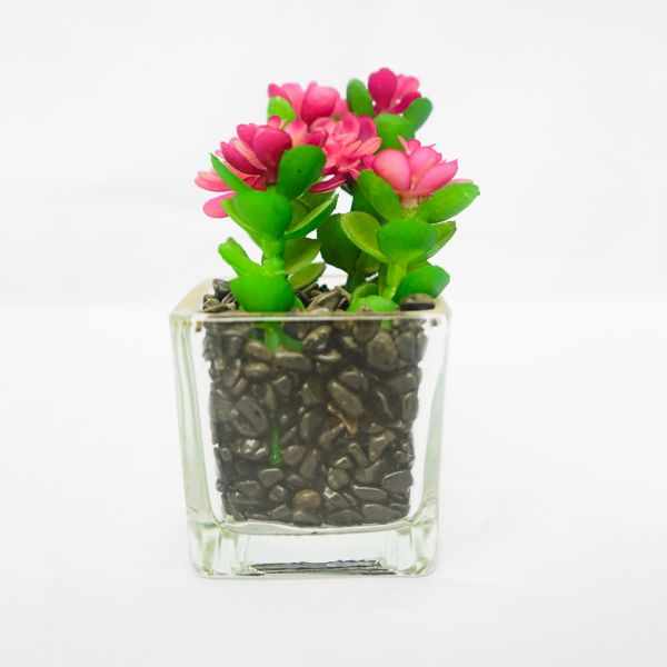 Picture of KEIR SUCCULENT IN GLASS 5X5X11CM. PK