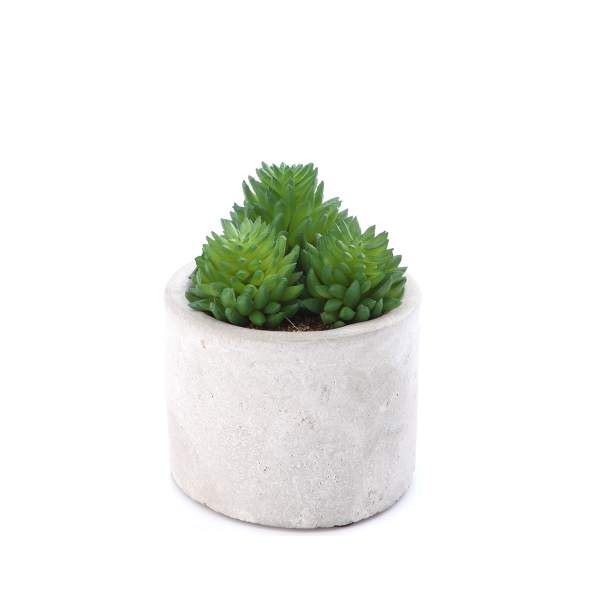 Picture of RODOR Succulent in pot 8x6x11cm. GN     