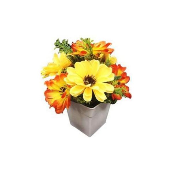 Picture of ZINNIA flower in pot ON                 