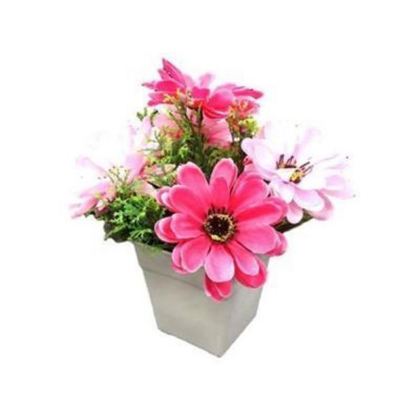 Picture of ZINNIA flower in pot PK                 