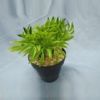 Picture of PACIA Flower in pot 7.5 x 14 CM GN      