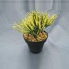 Picture of PELSA Flower in pot 7.5 x 14 CM  GN     