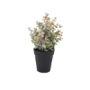 Picture of RONNIE Plant in pot 14x14x27 cm. RD     