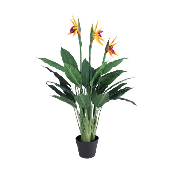 Picture of BIRTE Bird of paradise in pot H96 cm. YL