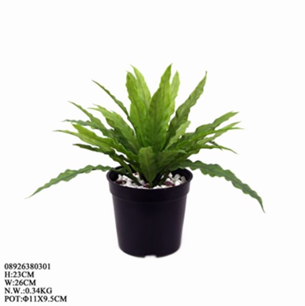 Picture of RONNIE Plant in pot 26x26x23cm. GN      