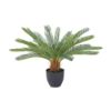 Picture of CYCAD Cycas in pot 63x63x63cm. GN       