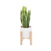 Picture of OLAF Plant in pot w/stand D23x50 WT/GN  