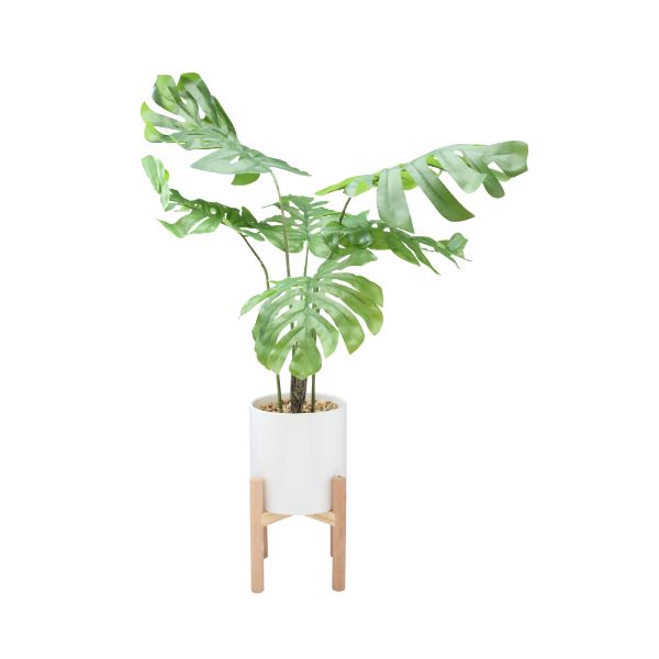 Picture of OLAF Plant in pot w/stand D56x62 WT/GN  