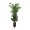 Picture of PALOMA Palm tree in pot H180 cm. GN