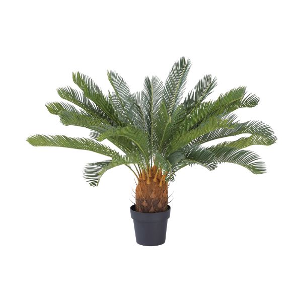 Picture of CYCAD Cycas in pot 80x80x90cm. GN       