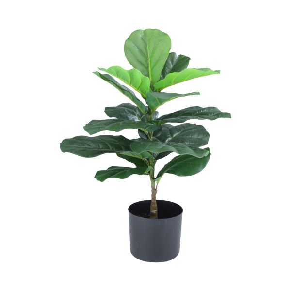 Picture of FLIDA Fiddle fig tree w/pot H55cm GN    