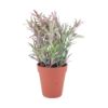 Picture of GRAZZIE Plant in pot 10x10x26cm GN/BN   