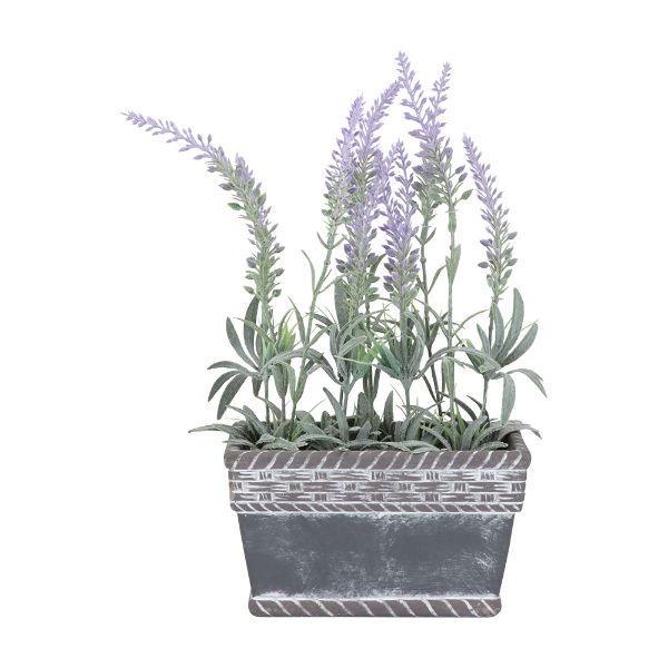 Picture of LAVIA Plant in pot 16.5x9.5x32cm VL/GY  