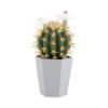 Picture of CACTO Cactus in pot H23.5cm GN          