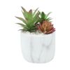 Picture of MABLE Succulent in pot D16x20 MTC       