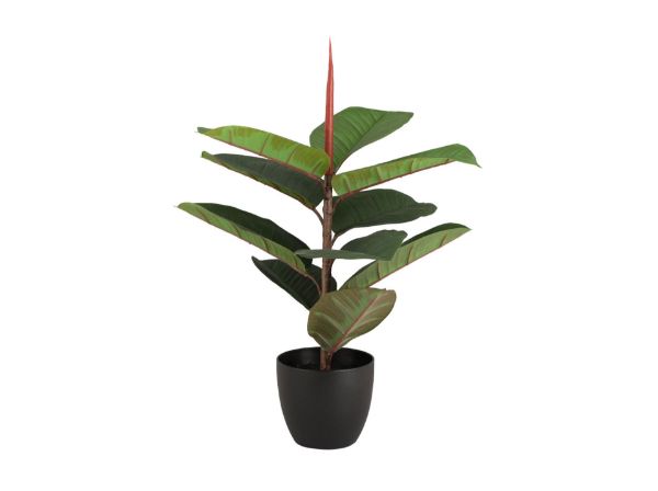 Picture of ANYA RUBBER TREE W/POT H58CM GN