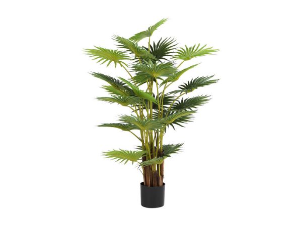 Picture of FANNISIA Fan palm tree w/pot H120cm GN